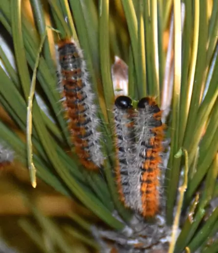 1016_ECOKIT Ecopiège contre chenille Processionnaire - Kit mètre linéaire (16,6m)